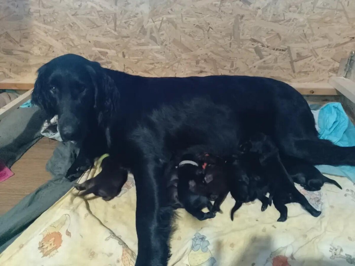 Štěňata – flat coated retriever