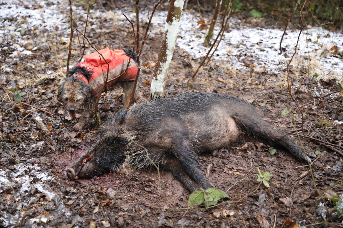 Agresivita černé zvěře vůči loveckým psům – proč záleží na délce lovecké sezóny