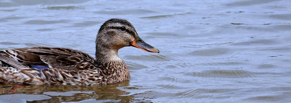 Ptačí chřipka v ČR