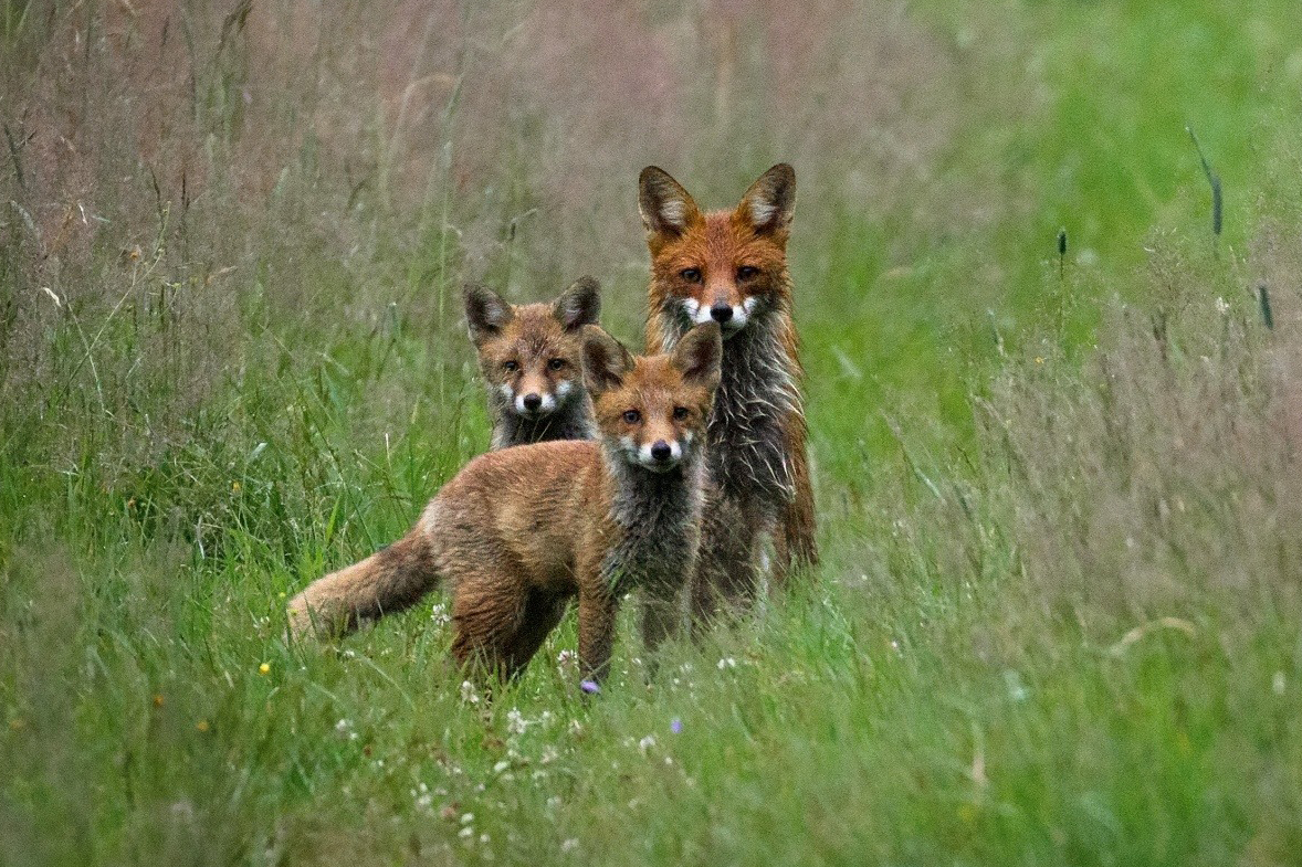 Nová vláda schválila návrh na změny v zákoně o ochraně přírody a krajiny