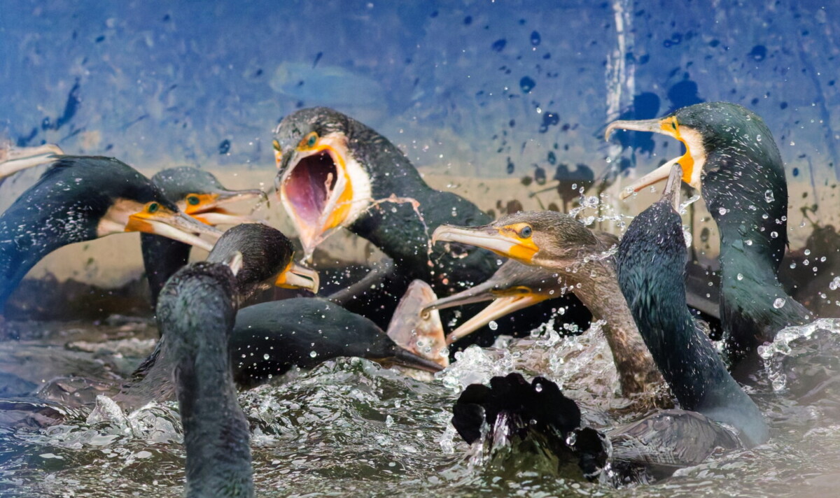 TZ: ČESKÉ RYBÁŘSVÍ POD TLAKEM – PREDÁTOŘI A LEGISLATIVA EU OHROŽUJÍ BIODIVERZITU