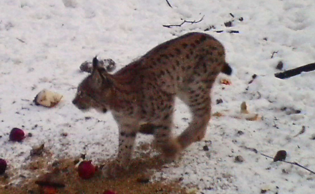 Přednáška o rysech a vydrách